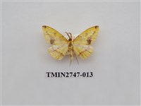 藏品(尺蛾309)的圖片